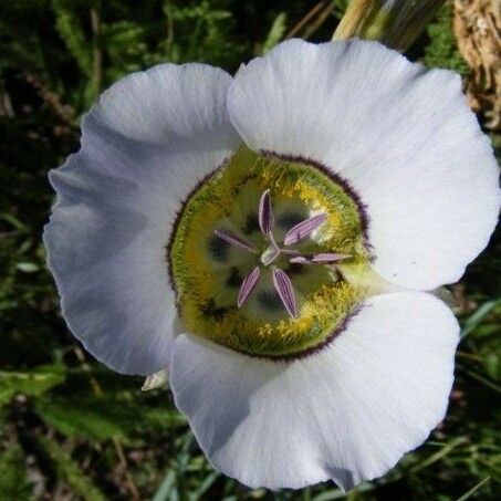 Calochortus gunnisonii Flor