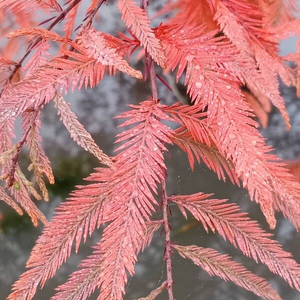 Taxodium distichum 葉