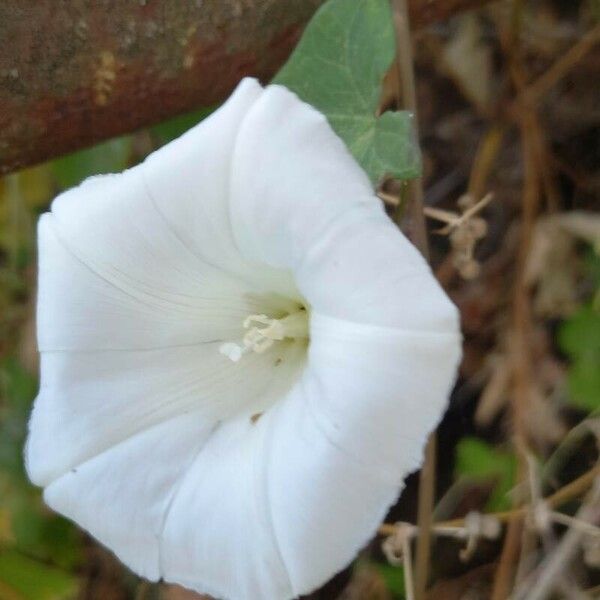 Convolvulus sepium 花