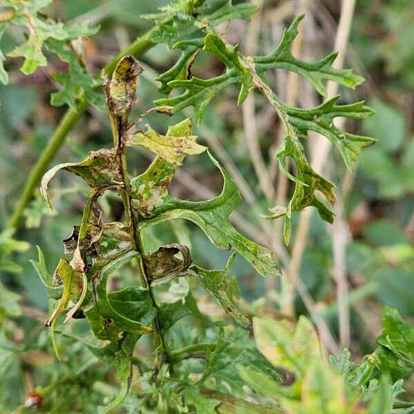 Jacobaea erucifolia Leaf