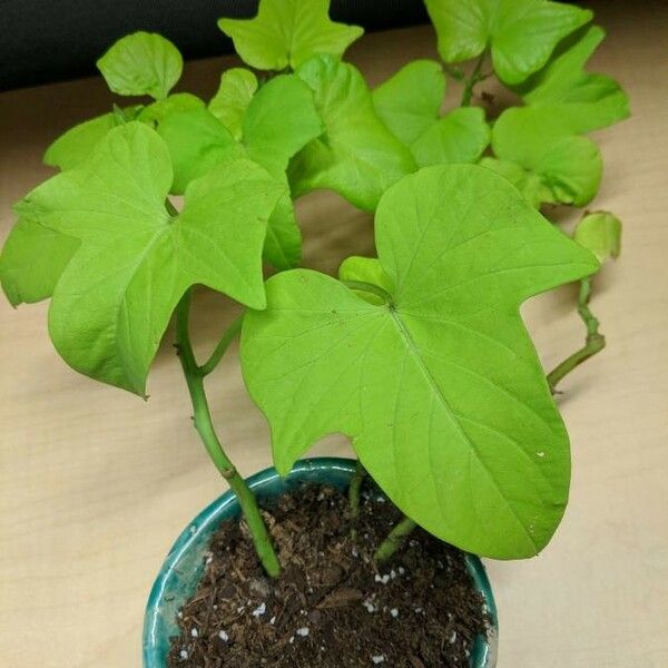 Ipomoea batatas Leaf