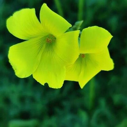 Oxalis pes-caprae फूल