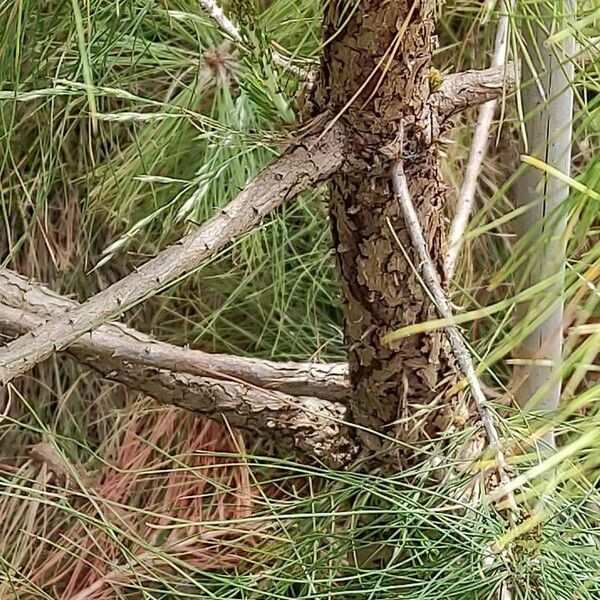 Pinus leiophylla आदत