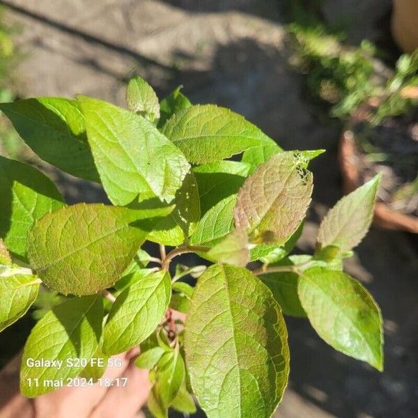 Prunus virginiana Folha