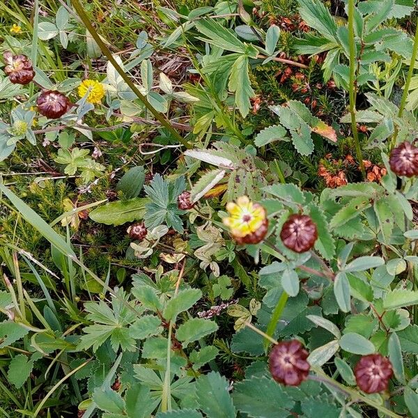 Trifolium badium Hábito