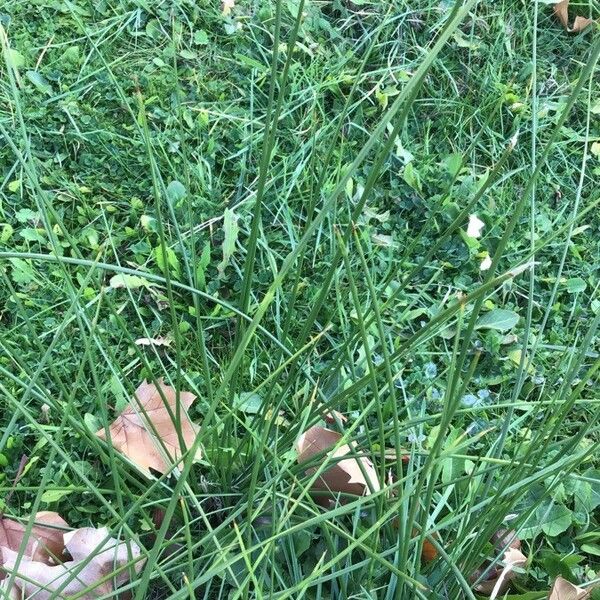 Juncus effusus Feuille