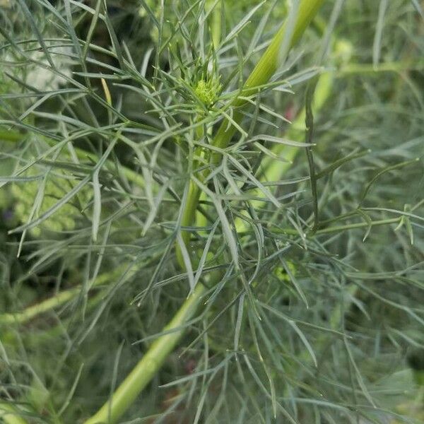 Visnaga daucoides Leaf