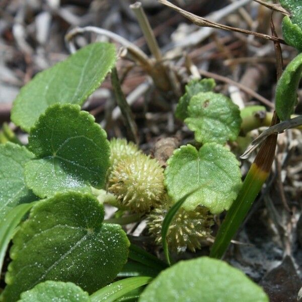 Triumfetta procumbens Habitus