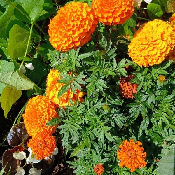 Tagetes erecta Habit