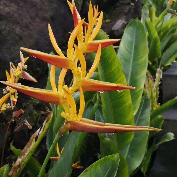 Heliconia psittacorum ফুল