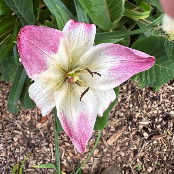 Lilium bulbiferum Flower