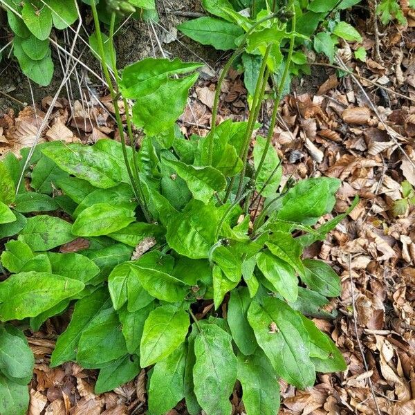 Hieracium murorum অভ্যাস