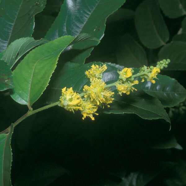 Banara guianensis Flower