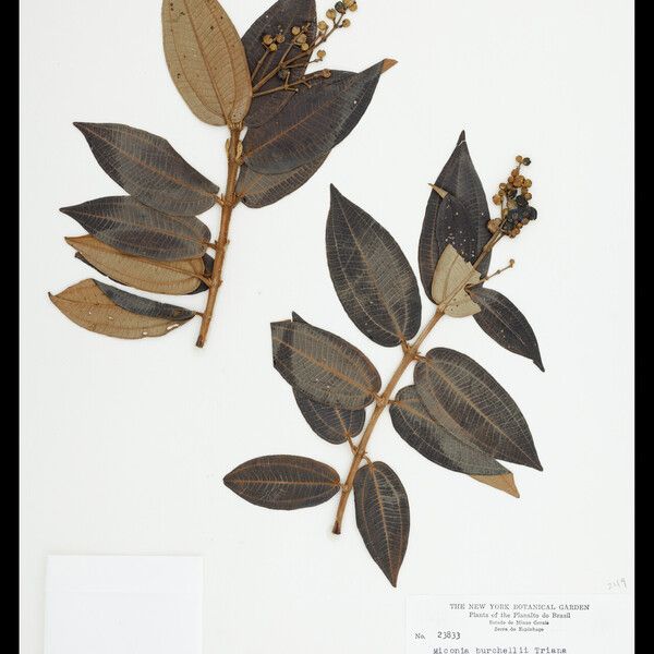 Miconia burchellii Folla