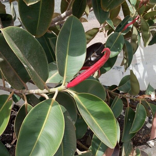 Ficus elastica Leaf