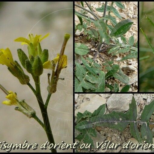 Conringia orientalis Flower