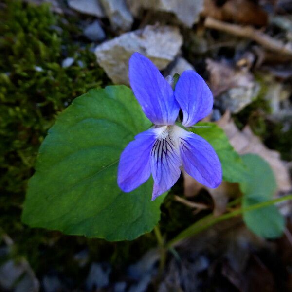 Viola reichenbachiana Habitus