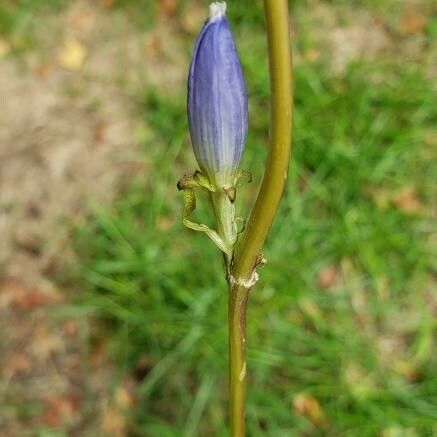 Gentiana andrewsii Flors