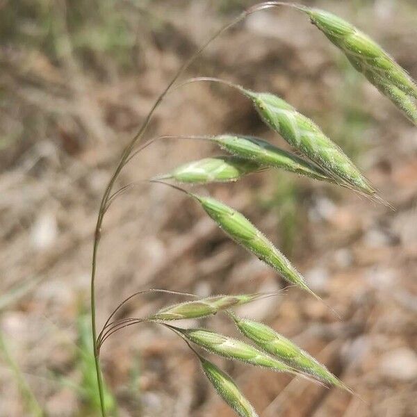 Bromus squarrosus Kukka