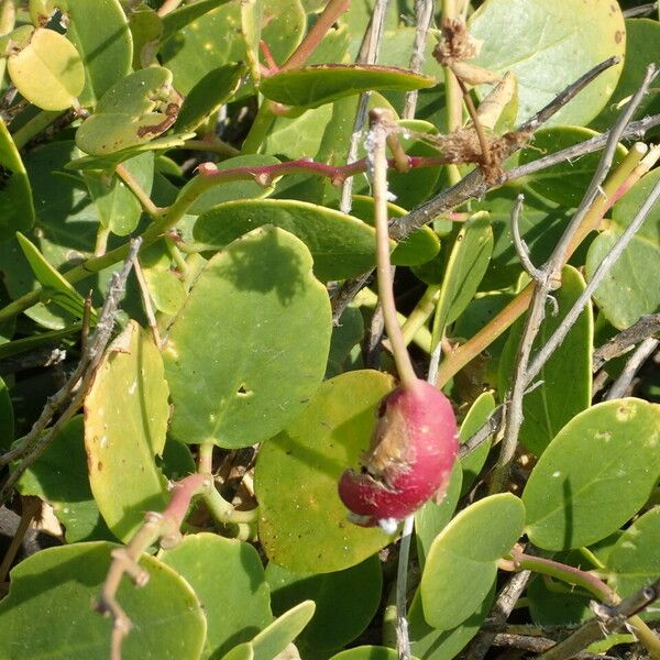 Capparis spinosa अन्य