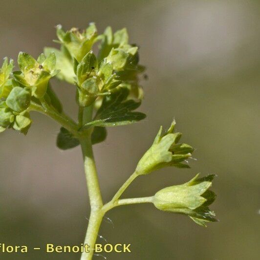 Alchemilla subcrenata Fruit