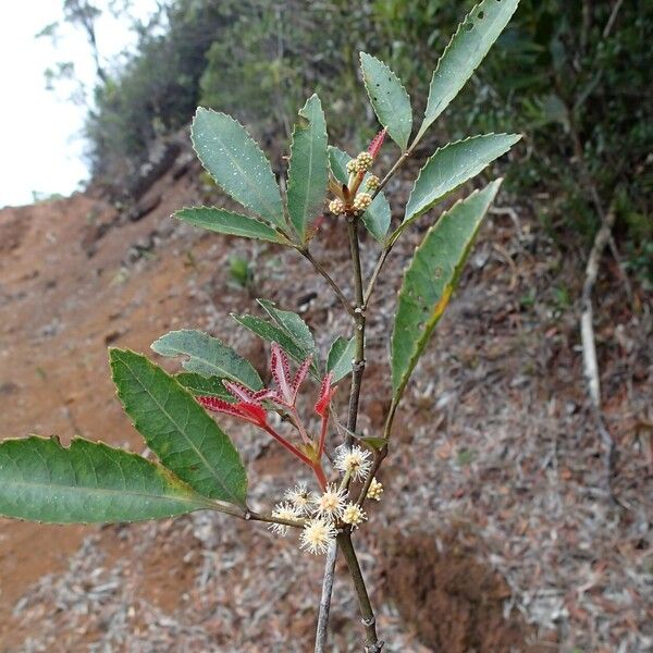 Pancheria reticulata 整株植物