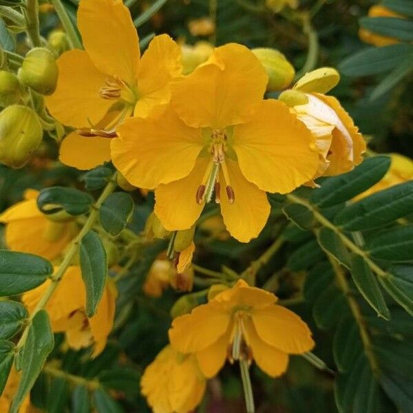 Senna multiglandulosa Blomma