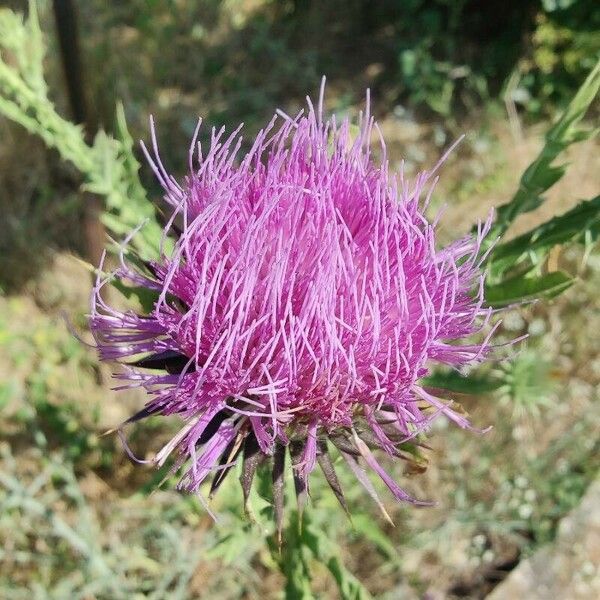 Onopordum tauricum Flower