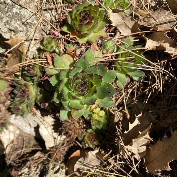 Sempervivum montanum ᱵᱟᱦᱟ