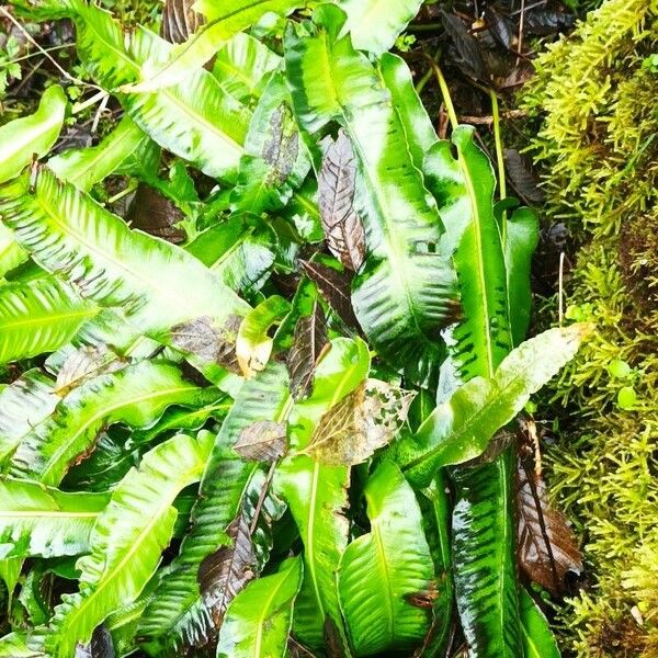 Asplenium scolopendrium Leaf