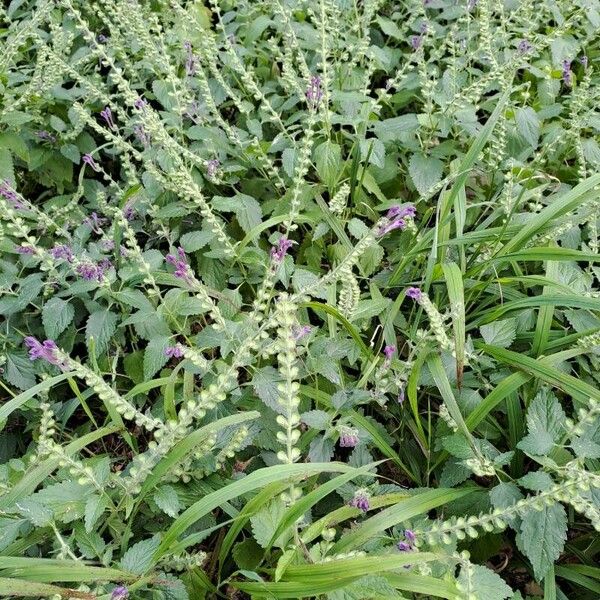 Scutellaria columnae Floro