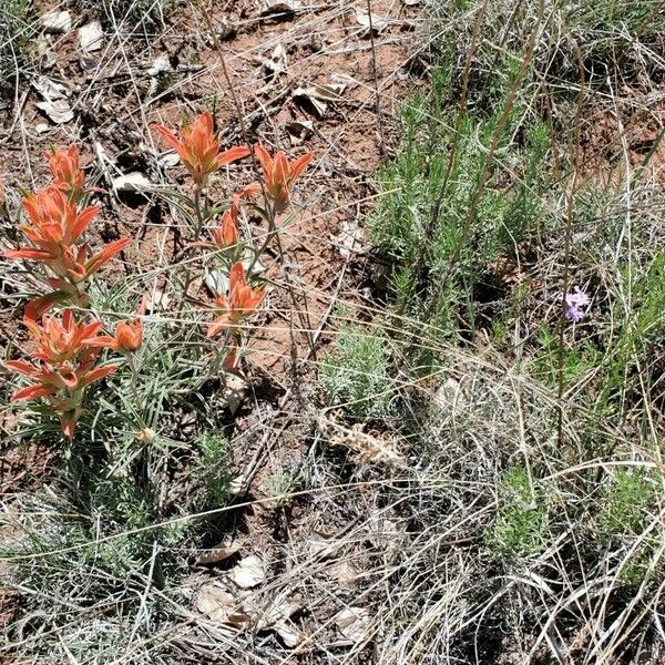 Castilleja tenuiflora Λουλούδι