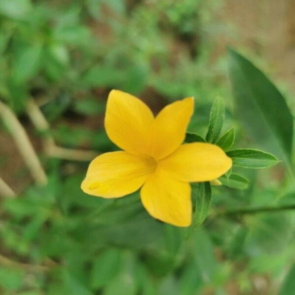 Barleria prionitis Cvet