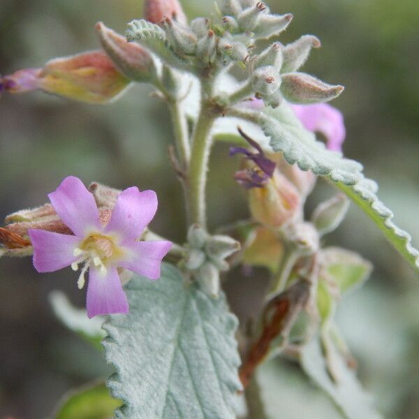 Melochia tomentosa Flower