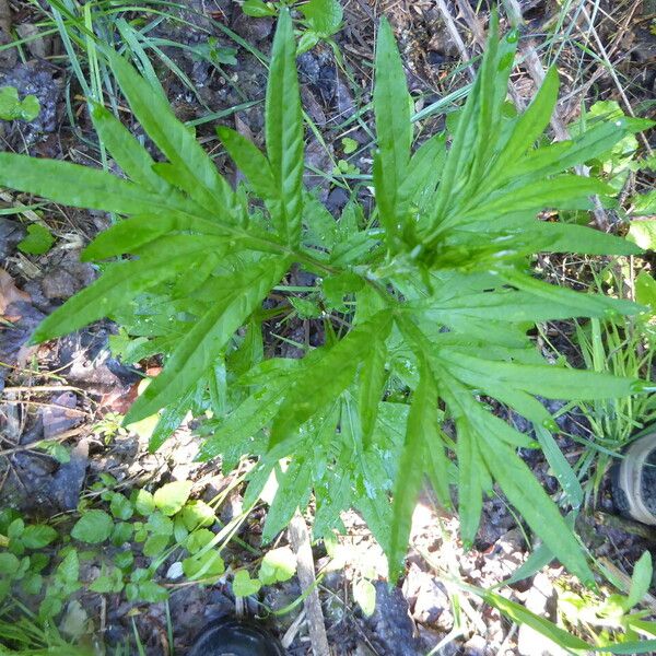 Artemisia vulgaris Fuelha