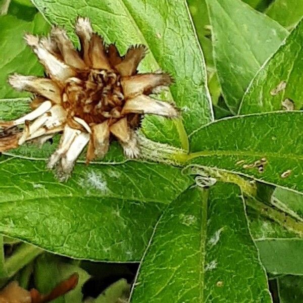 Centaurea triumfettii Frucht