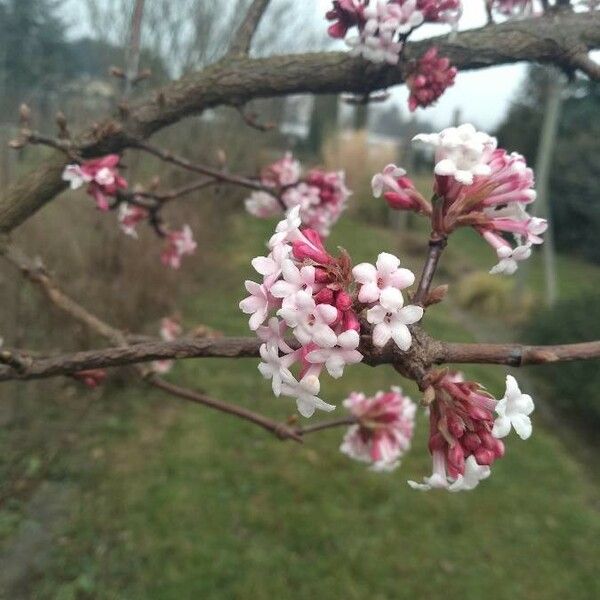 Viburnum farreri Flor