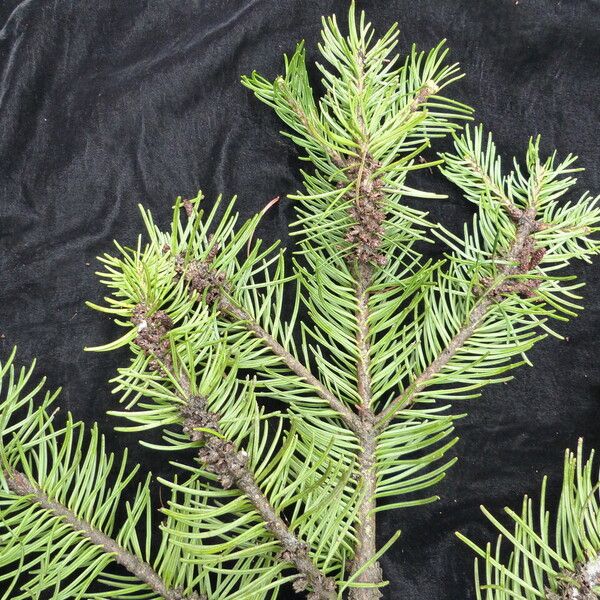 Abies pindrow Habitus