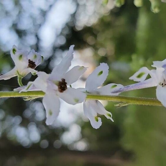 Delphinium carolinianum Цветок