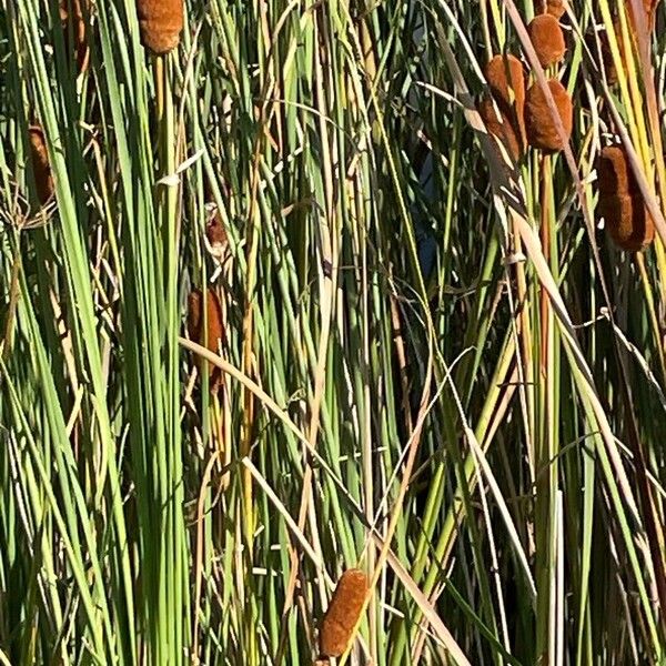 Typha latifolia Lapas