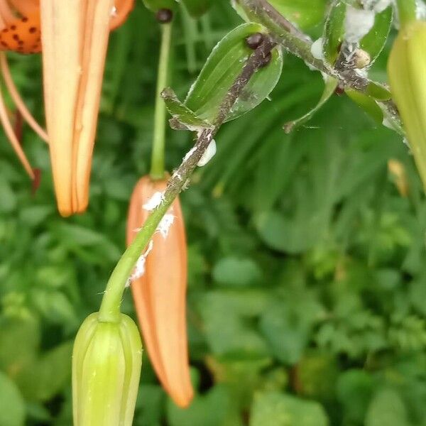 Lilium lancifolium Vrucht