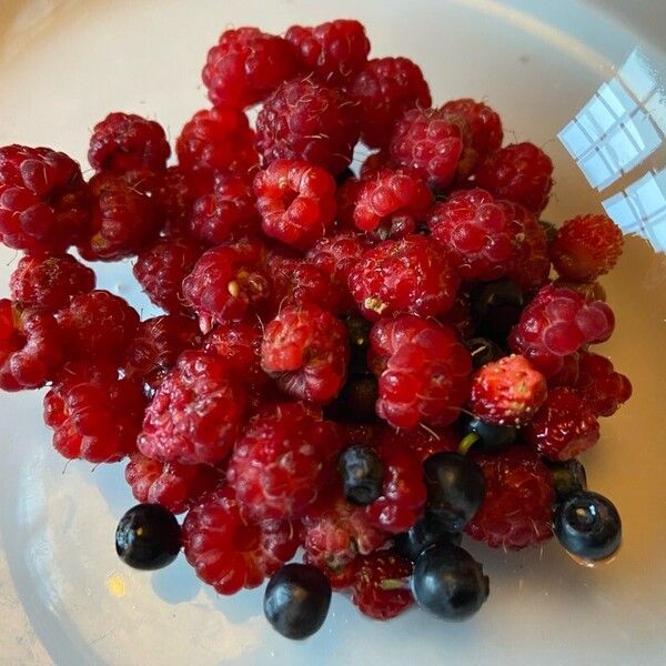 Rubus idaeus Fruit