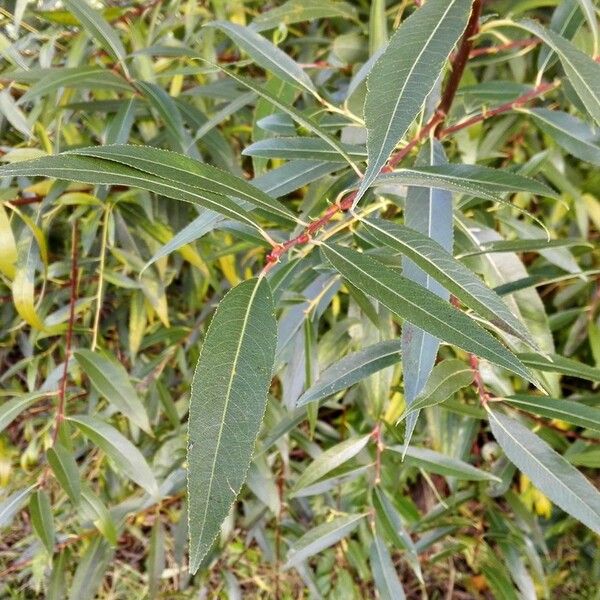 Salix purpurea Blad