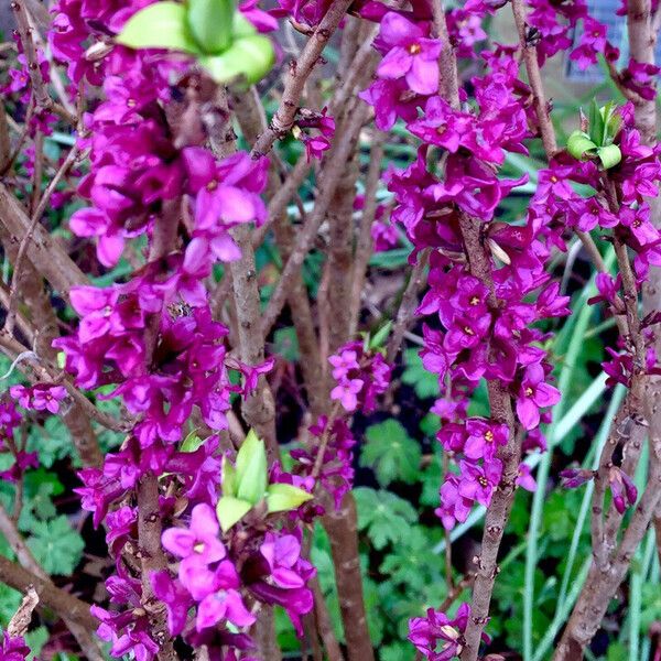 Daphne mezereum Habitat