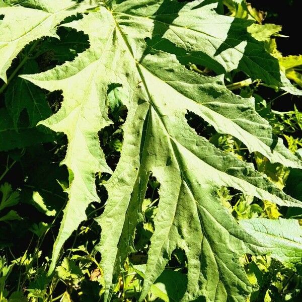 Heracleum mantegazzianum List