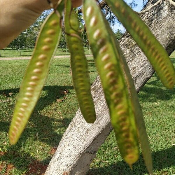 Leucaena leucocephala ഫലം