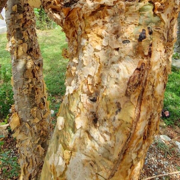 Boswellia sacra Bark