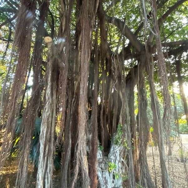Ficus craterostoma Azala