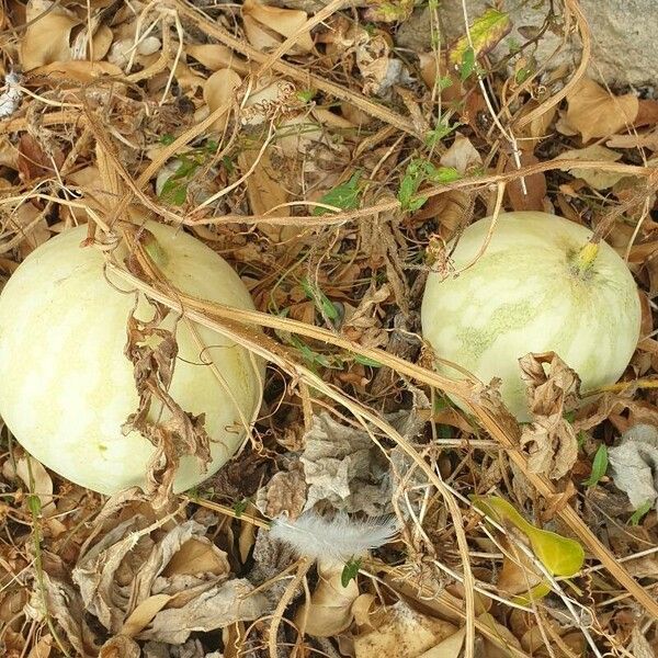 Citrullus colocynthis Fruit