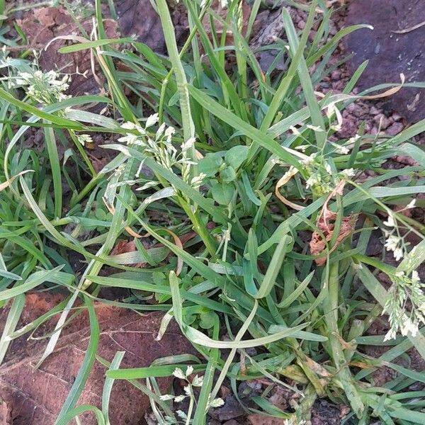 Poa annua Habitat